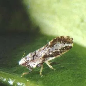 thumbnail for publication: Asian Citrus Psyllid, Diaphorina citri Kuwayama (Insecta: Hemiptera: Psyllidae)